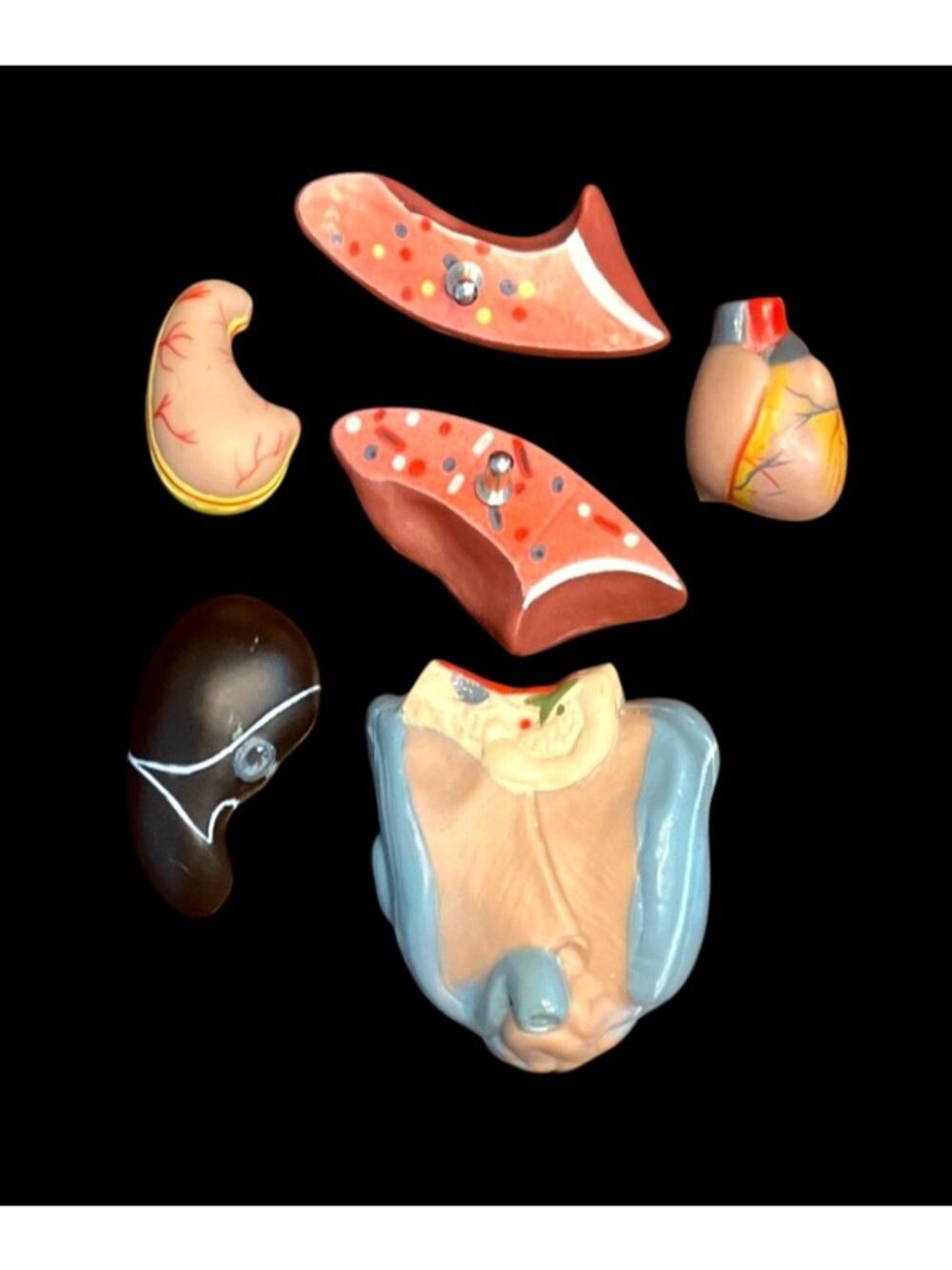 Human Anatomy Model Removable Organs Detailed Internal Systems Science Educati - Picture 7 of 8
